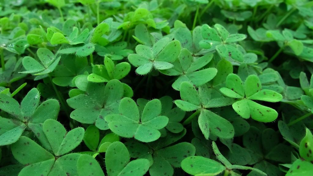 How To Divide A Shamrock Plant In 5 Easy Steps - Krostrade