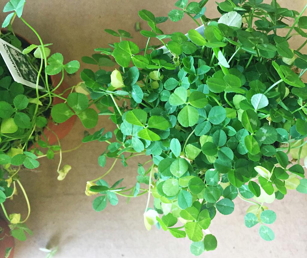 Shamrock Plant Care | Year-Round Tips - New England Today