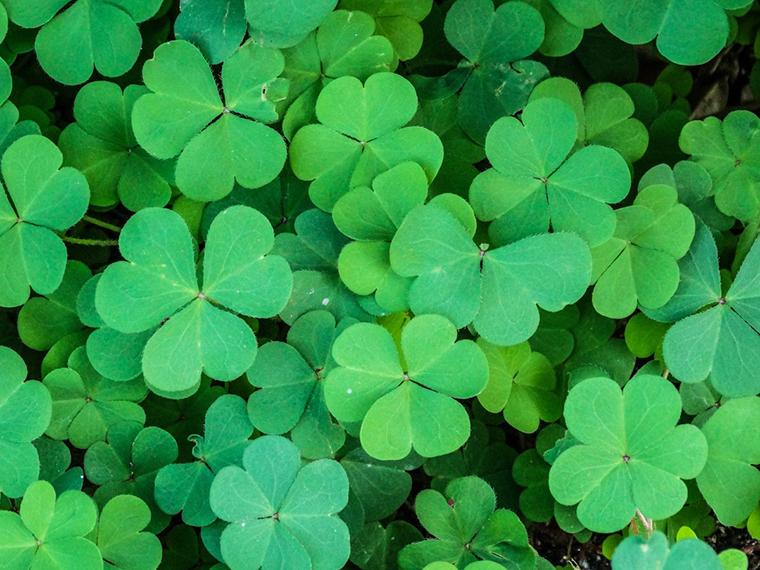 What Is a Shamrock and How Did it Become Ireland's National Symbol? - Shamrock Craic