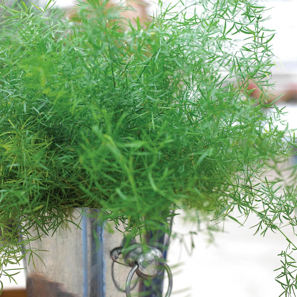 Asparagus Fern | Better Homes & Gardens
