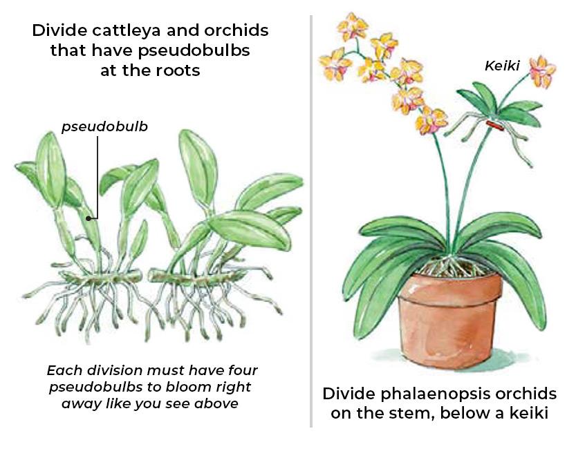 Orchid Care Tips | Garden Gate