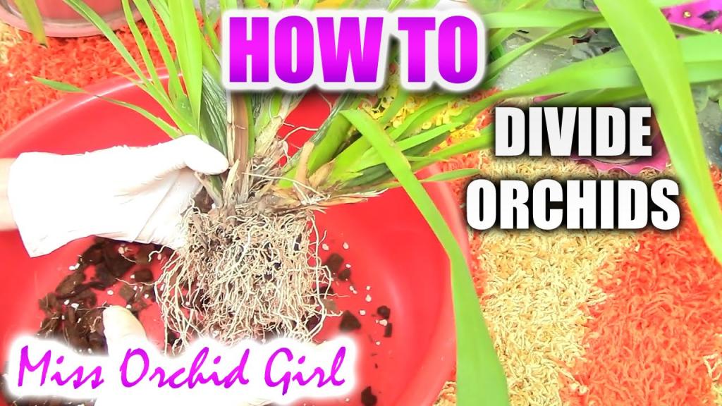 How to propagate orchids Part 1 - Dividing orchids - YouTube