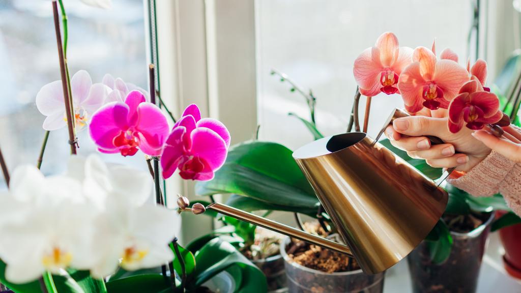 Should you water an orchid with ice cubes? We asked an orchid grower... | Real Homes