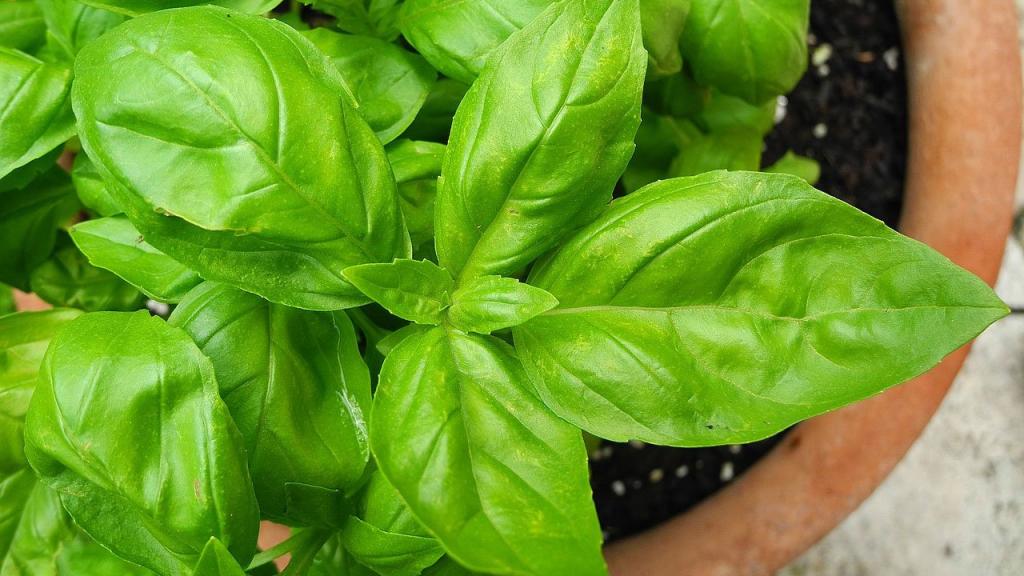 How to Grow and Harvest Basil: Keeping Kitchen Herbs Fresh - Utopia