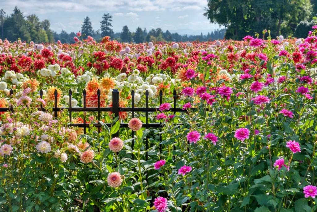 Ultimate Guide to Growing Dahlias for Beginners - Petal Republic