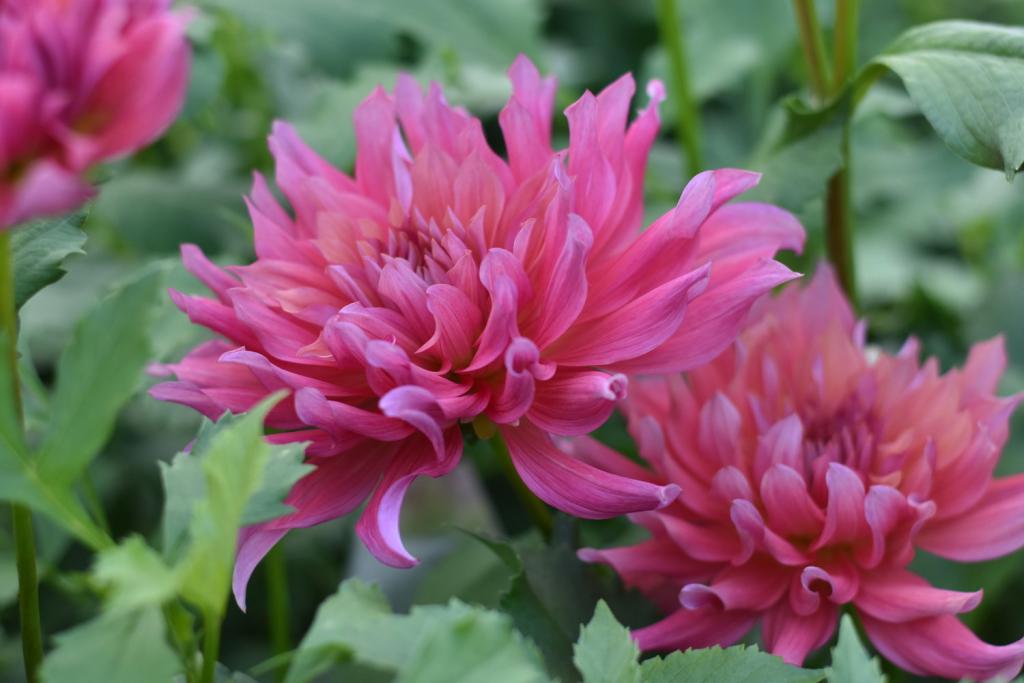 How to Start Dahlias Early - Justagric