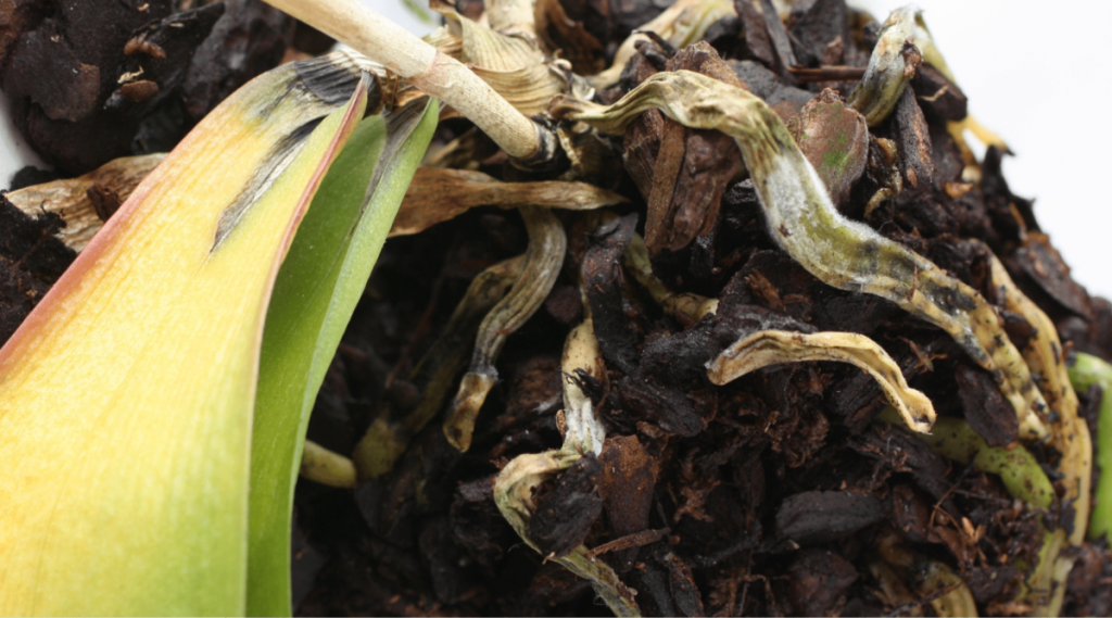 How to Fix Orchid Root Rot (Symptoms, Care, & More) - Orchid Bliss