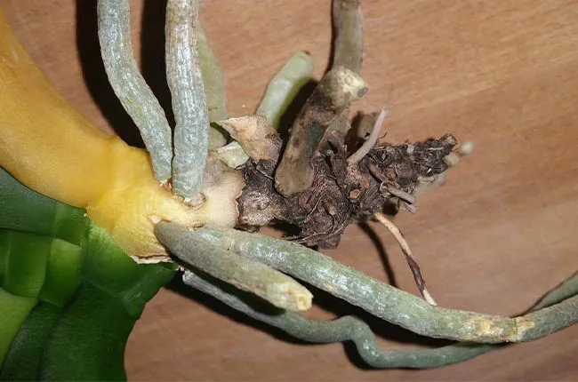 Orchid Stem Rot: Cause & Treatment You Should Know