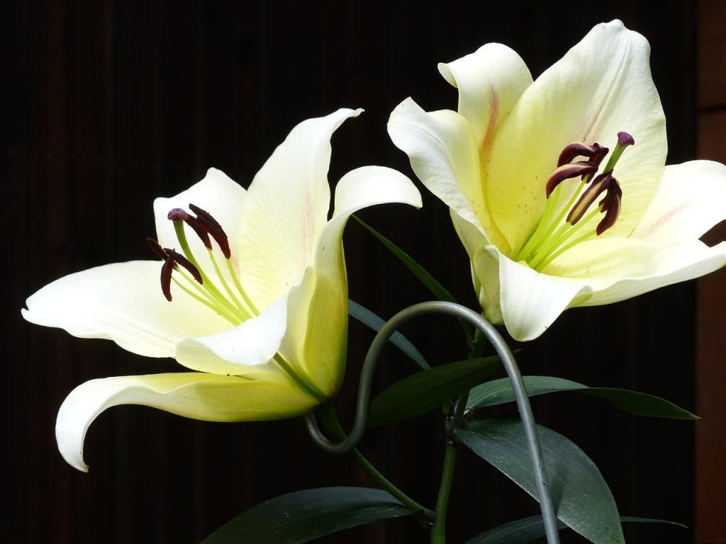 How To Force Lilies To Open. A Comprehensive Guide - Krostrade