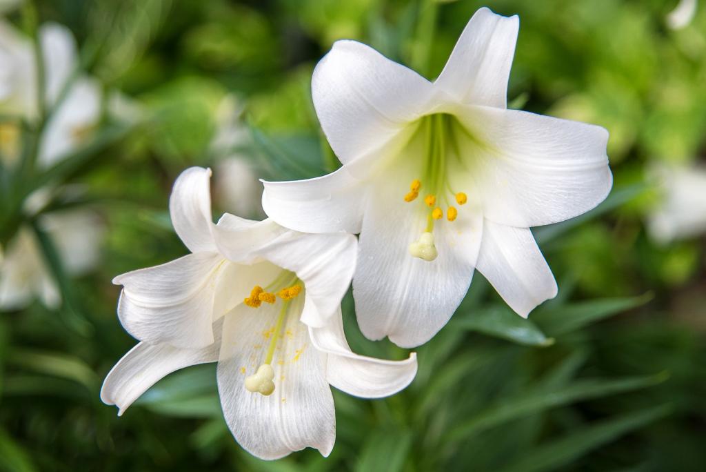 How to Grow and Care for Easter Lilies to Enjoy Their Gorgeous Blooms | Better Homes & Gardens