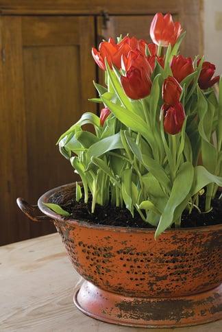 The big chill: Learn a few tricks for forcing tulip bulbs | Planning Tips | wcfcourier.com