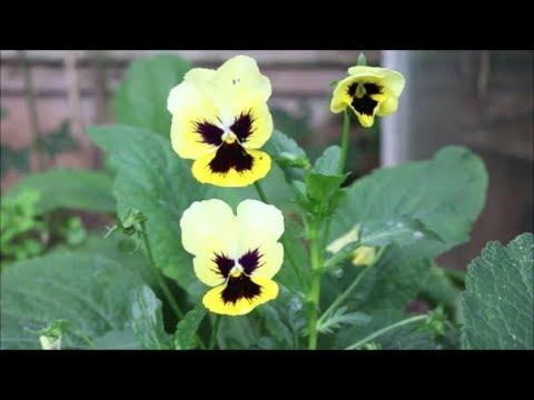 How to Grow Pansies from Seed - YouTube