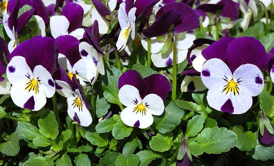 How To Germinate Pansy Seeds - Krostrade