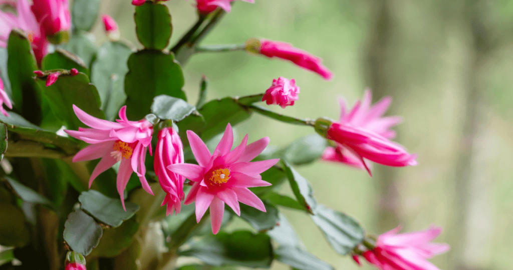 Easter Cactus: Tips For Growing And Getting Beautiful Spring Blooms - Farmers' Almanac