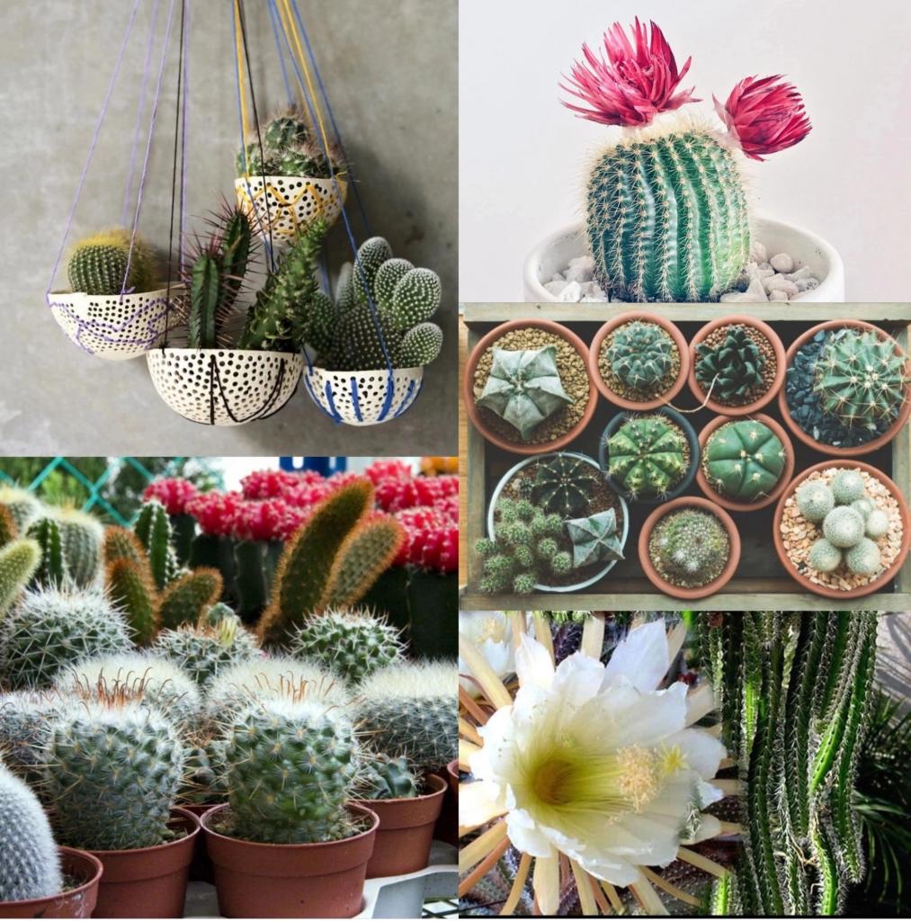 How to make Cactuses Bloom in 2022 [Ultimate Guide]