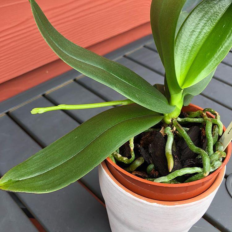 How To Stake An Orchid (With Pictures) - Smart Garden Guide