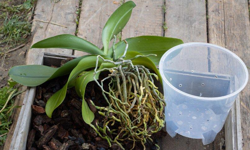 How to Repot an Orchid: Step by Step Guide - Brilliant Orchids