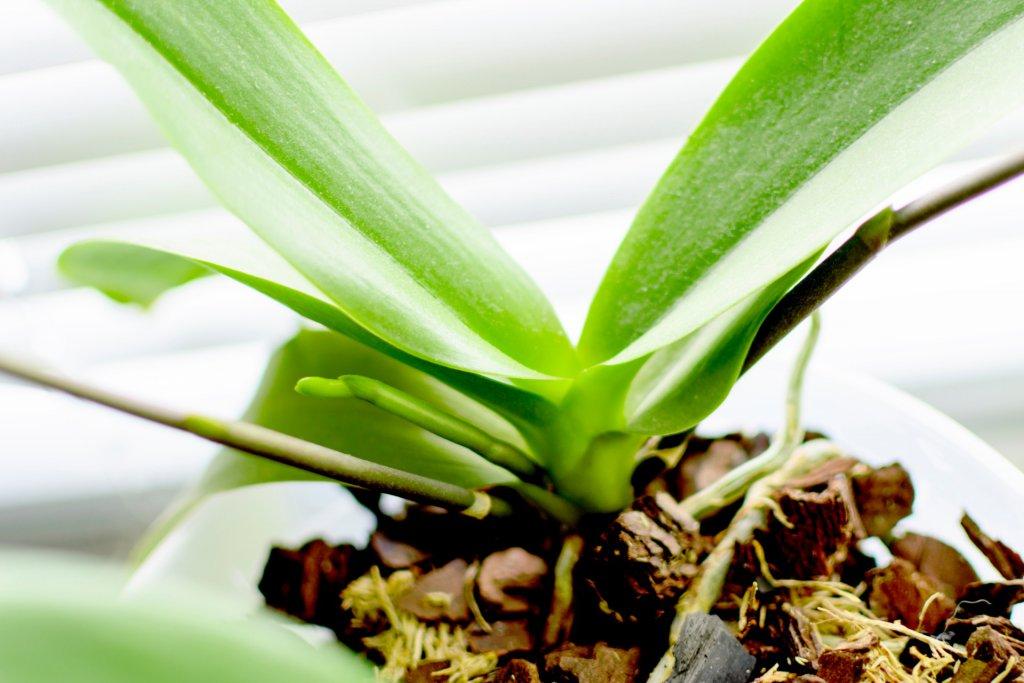 How to Prune an Orchid - Step by Step Guide - Brilliant Orchids