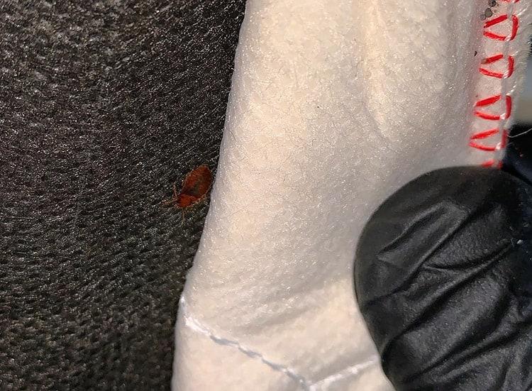 bed bug on a black fabric close-up