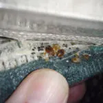 picture of bed bug in luggage