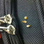 bed bug on suitcase
