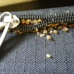 bed bugs in zippered luggage
