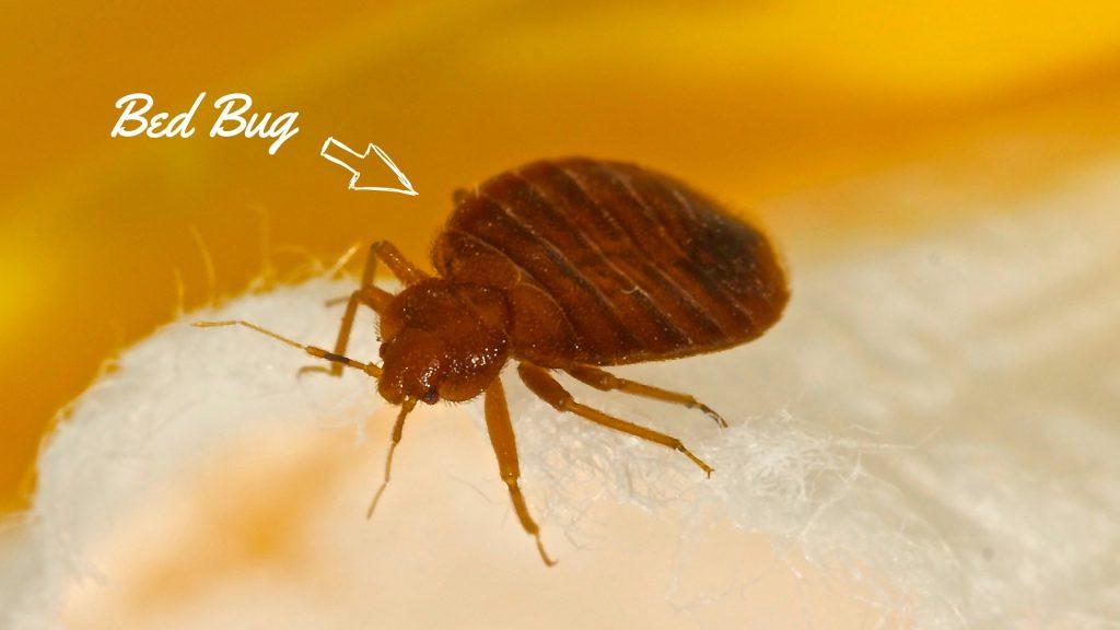 Signs of Bed Bugs in the Couch