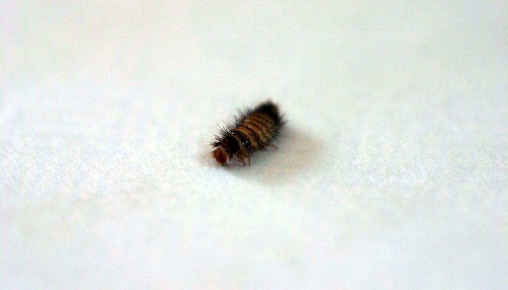 Sources of carpet beetle larvae in homes
