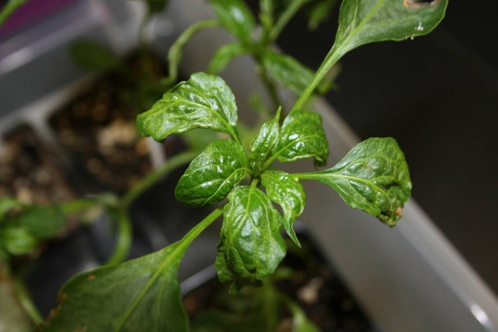Dealing with Broad Mite - Greenhouse Product News