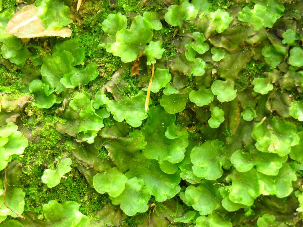Liverworts - treatment and control | Love The Garden