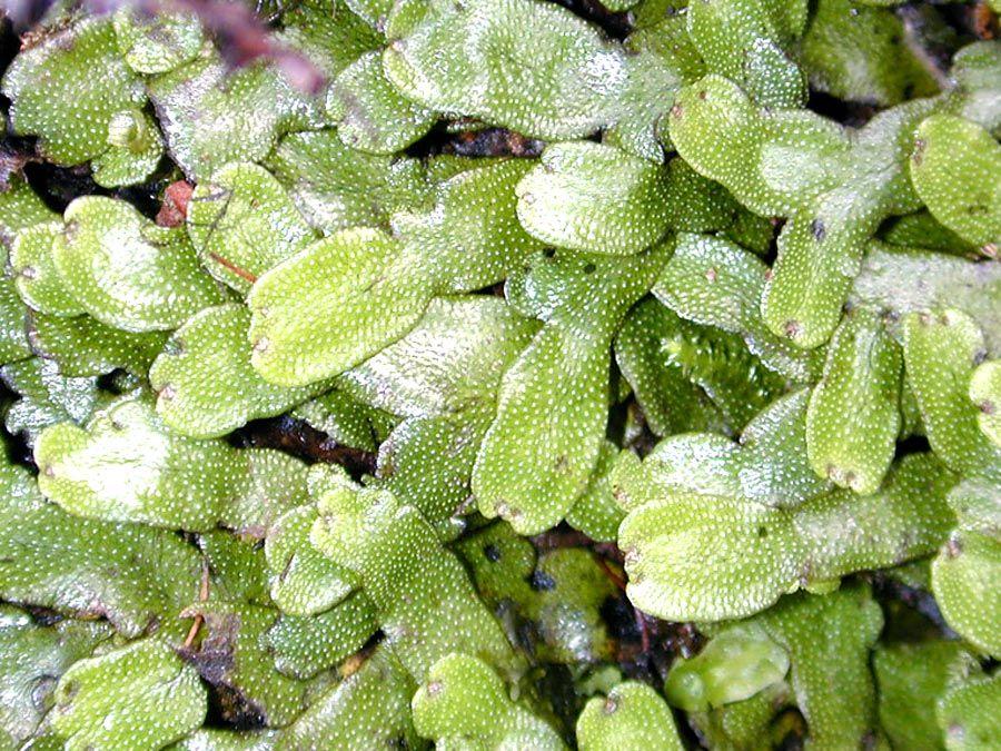 liverwort | plant | Britannica