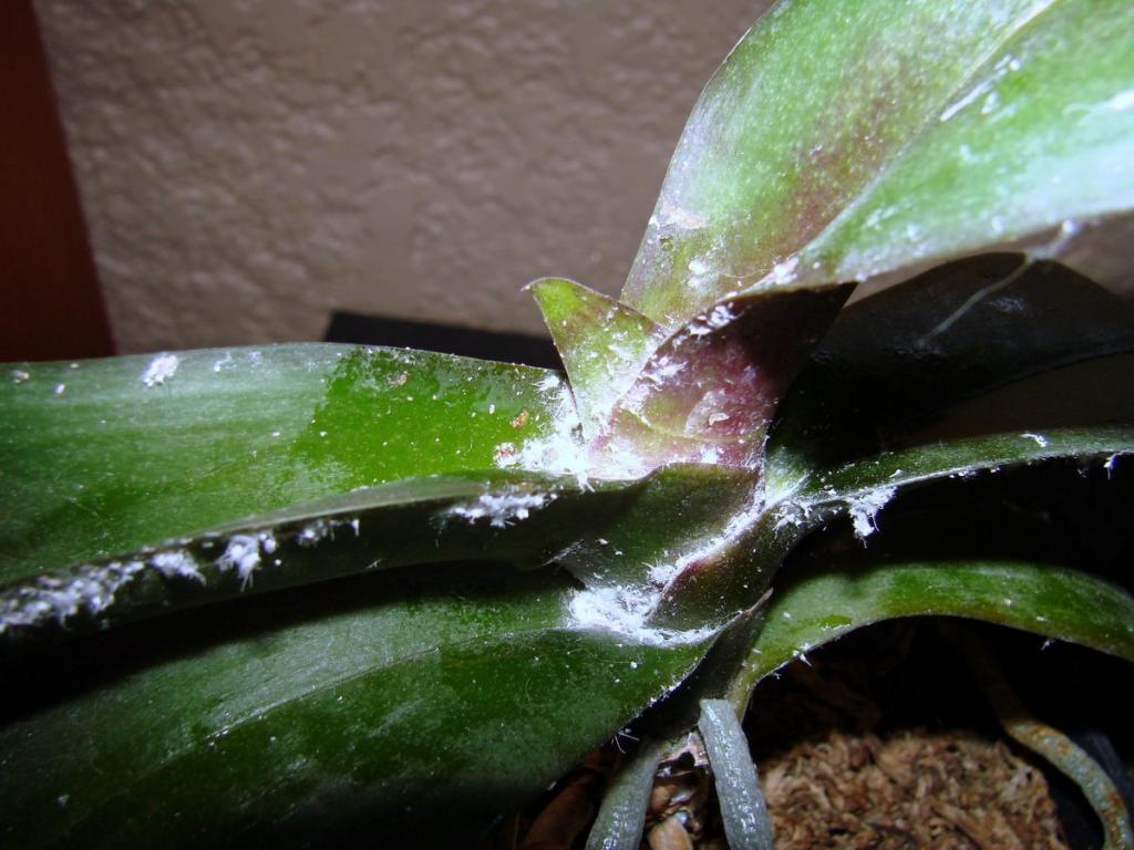 Sticky Stuff: How To Get Rid Of Orchid Scale - GardenTipz.com