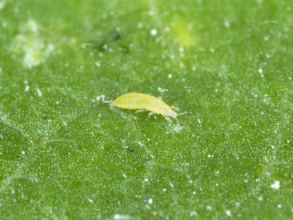 14 Natural Ways to Get Rid of Thrips on Plants - Dre Campbell Farm