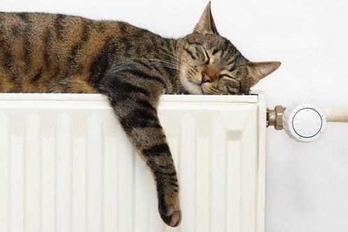 cat relaxing on bedroom radiator