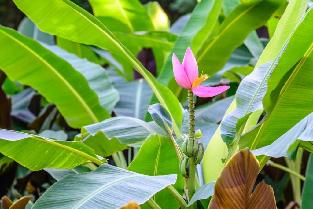 Ultimate Guide to Banana Plant Care (Musa) at Home - Petal Republic
