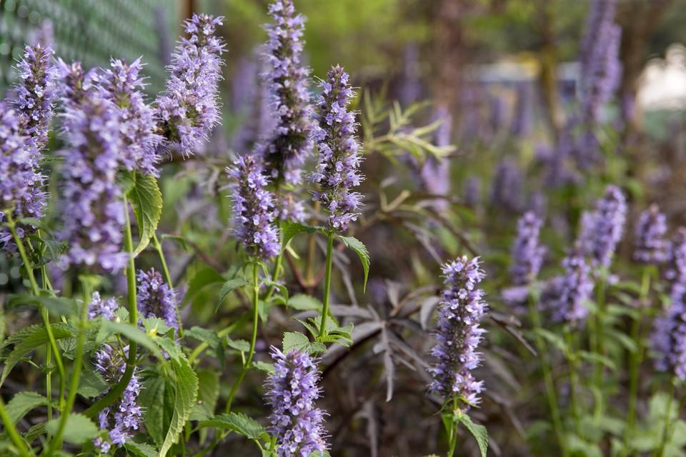 How to Grow and Care for Agastache - BBC Gardeners World Magazine
