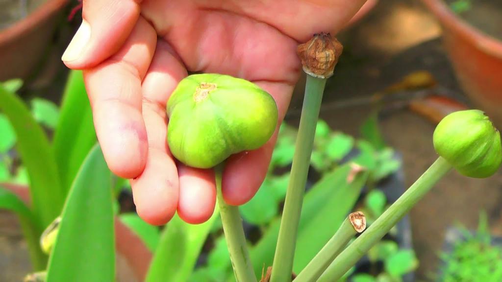 How to Collect Amaryllis Seeds || Collect Amaryllis Lily seeds - YouTube