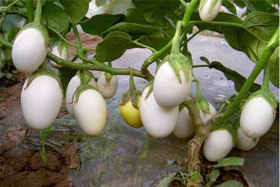 How To Grow White Eggplant - Plant Instructions
