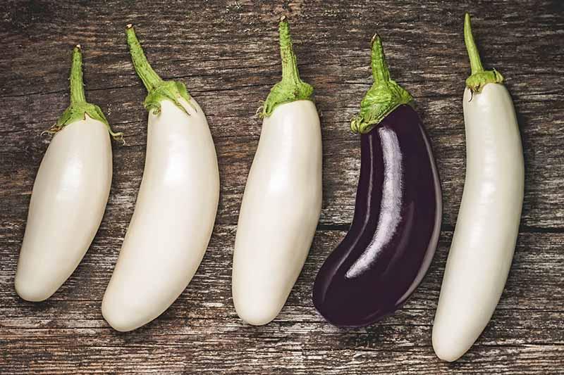 9 of the Best White Eggplant Varieties | Gardener's Path