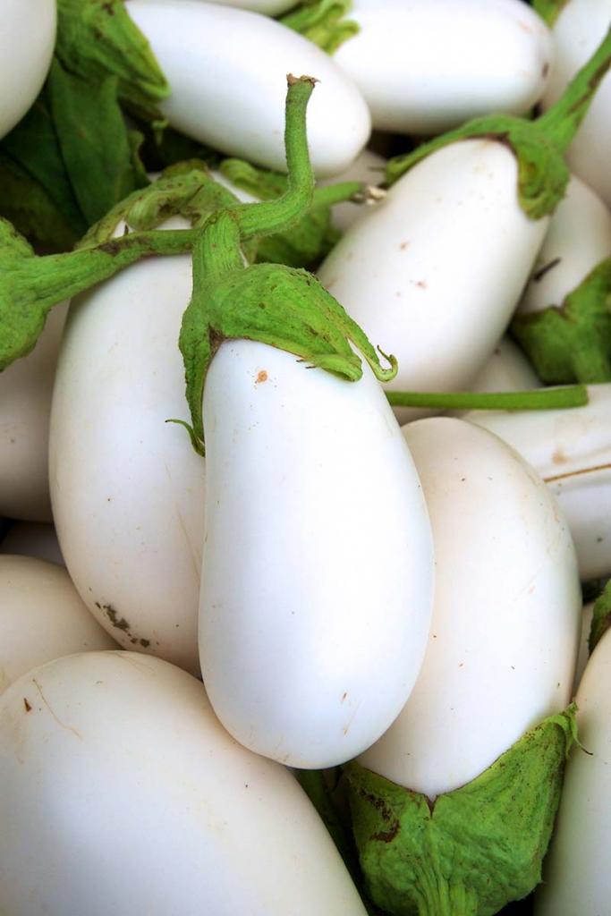9 of the Best White Eggplant Varieties | Gardener's Path
