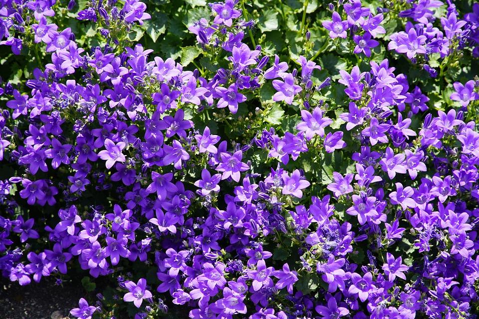 How to Grow: Bellflower- Grow Bellflower and Care for this Flower