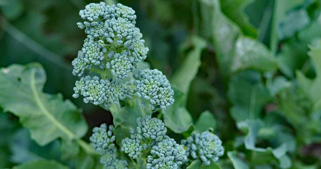 How to Grow Broccolini | Gardener's Path