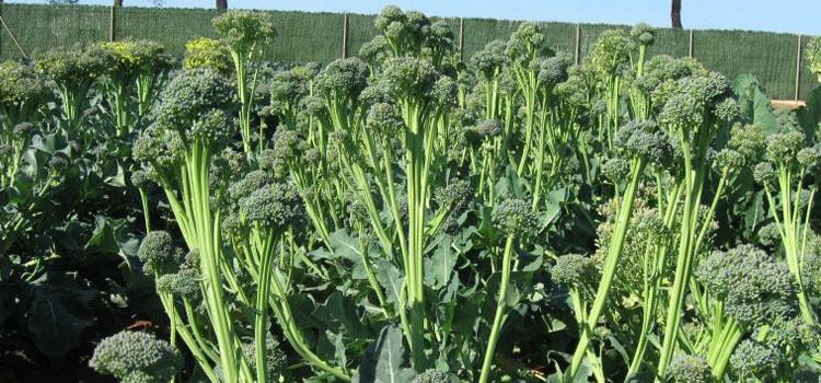 Growing Broccoli Rabe and Baby Broccoli in Your Spring Garden