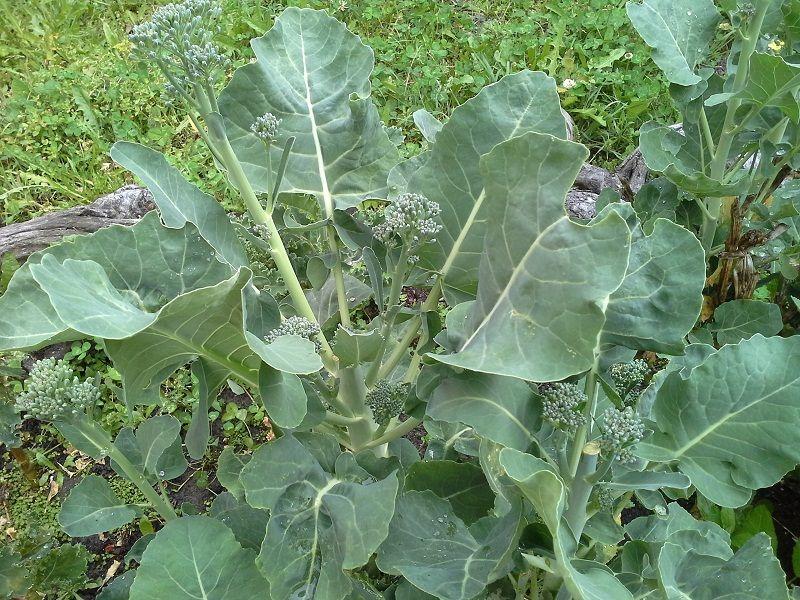 Broccolini-Plant. Also called BIMI A natural hybrid of broccoli and Chinese kale Super vegetable | Plants, Mediterranean garden, Plant leaves