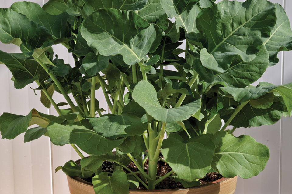 Growing Tips for Sakata Vegetables' 'Aspabroc' Broccolini - Greenhouse Grower