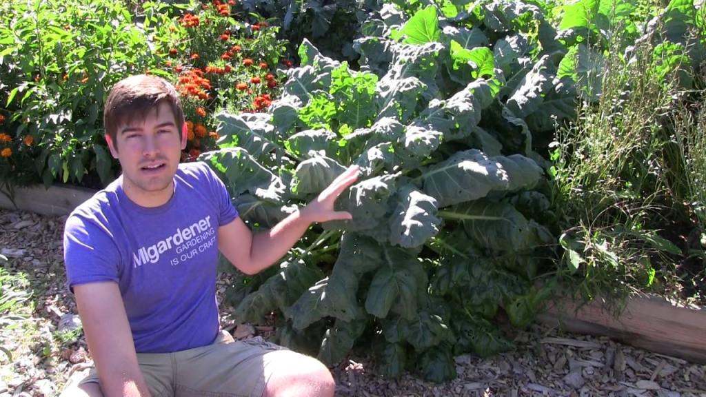 How to Grow Brussel Sprouts - Complete Growing Guide - YouTube