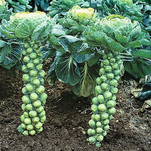 Ask a Master Gardener: Growing Brussels sprouts for fall harvest | Home And  Garden | nrtoday.com