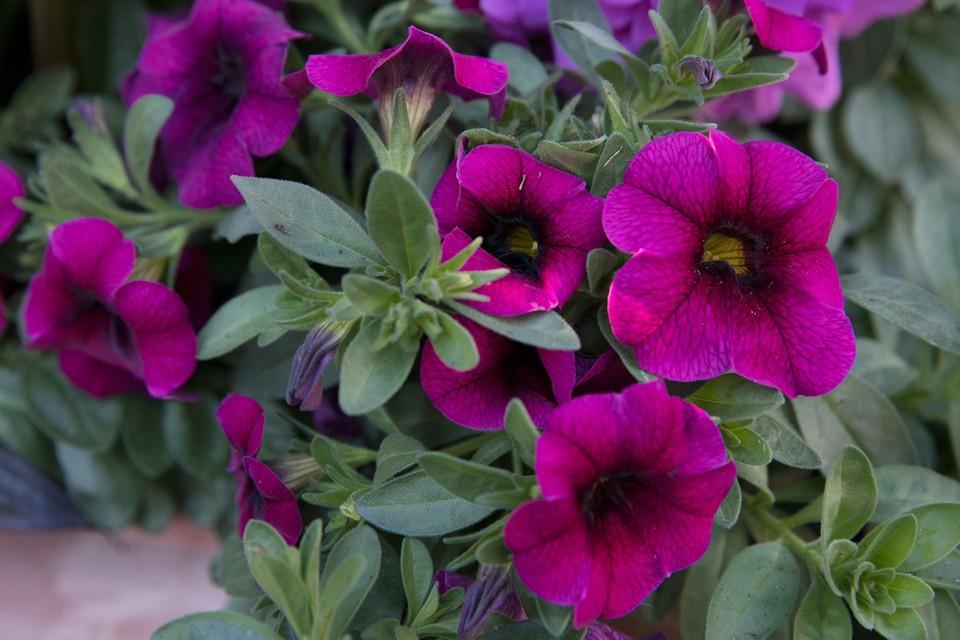 Calibrachoa Grow Guide – How To Plant And Care For Million Bells - BBC Gardeners World Magazine