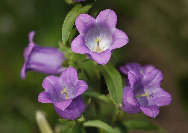 How to Care for Purple Campanula | Campanula plant, Campanula, Campanula  flowers