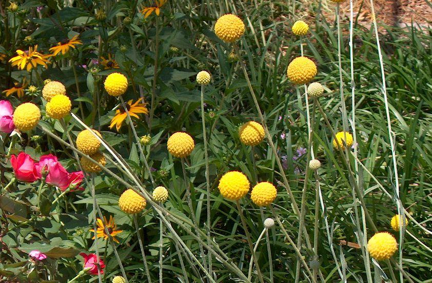 How to Grow Craspedia: The Best Guide For Growing Billy Buttons